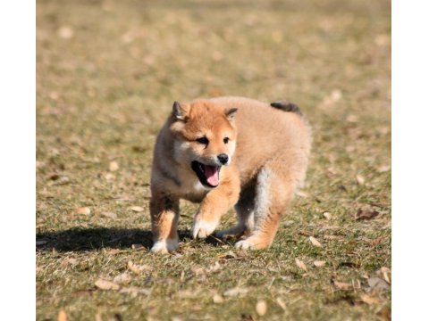 Minyatür Shiba İnu Orange Yavru