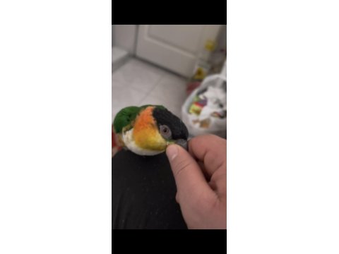 Full Evcil Caique Kayık Papağan