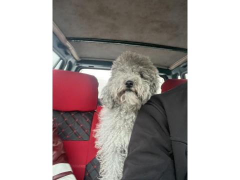 3 Yaşında Dişi Silver Poodle