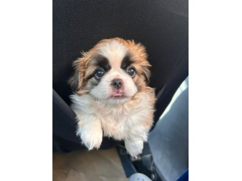 2 Aylık Pekinez Yavrusu