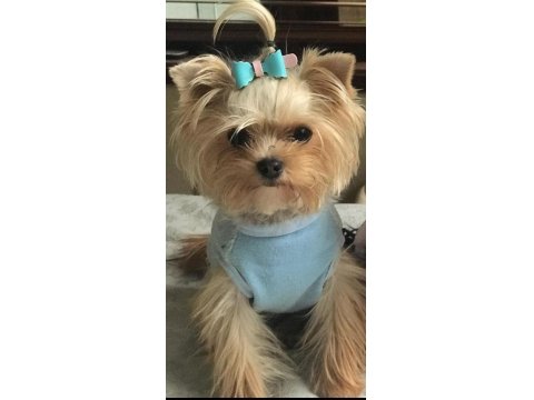 Teacup Mini Yorkshire Terrier