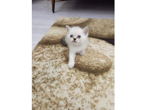 Sevimli British Shorthair Bebişler