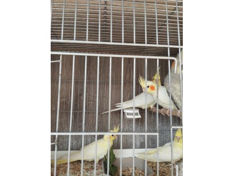 Sultan Papağanı Ev Üretimi