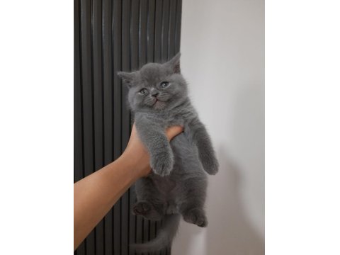 2 Aylık British Shorthair Erkek Yavru