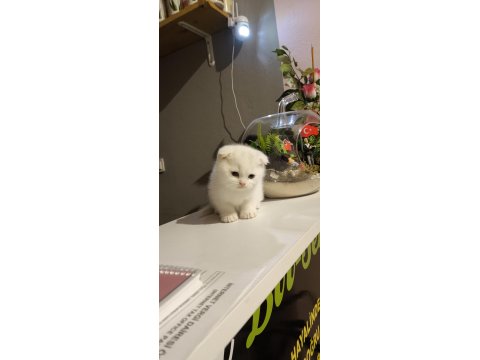 Böyle Scottish Fold Güzeli Daha Önce Görülmedi