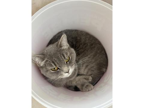 Dişi British Kedimiz Gri