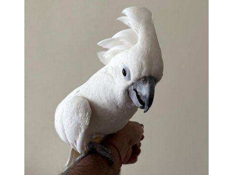 Umbrella Kakadu Full + Full Evcil