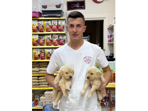 Golden Retriever Adrese Teslim Ve Kapıda Ödeme Mevcut