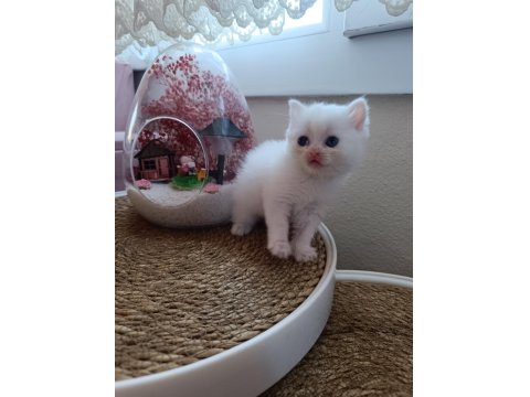 Safkan Yavru Kedilerimiz