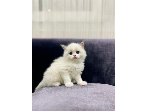 Ragdoll Safkan Anne Babadan A Kalite Yavrular