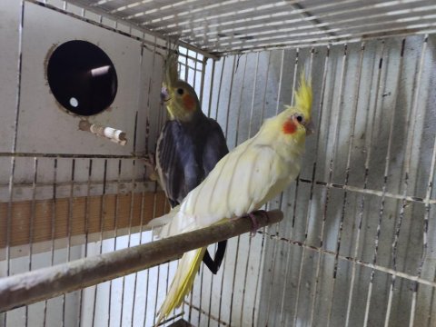 Sultan Papağanları