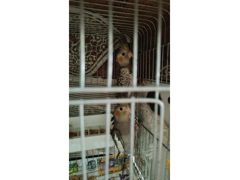 Yeme Düşmüş Sultan Papağanları