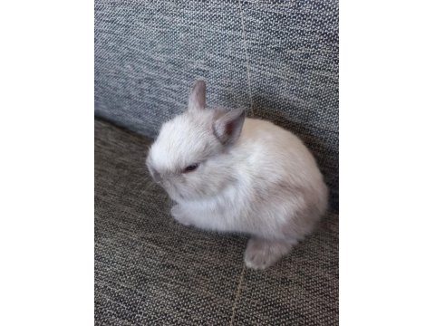 Safkan Cüce Tavşanı