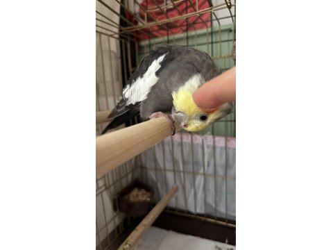 Erkek Sultan Papağanı 12 Aylık