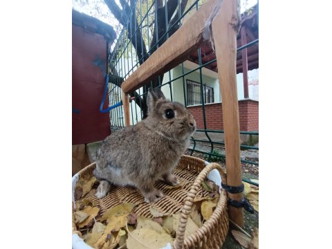 Hollanda Cüce Tavşan Anaç Takım 2+1 Yada 3+1