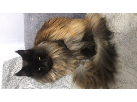 Safkan Maine Coon Smoke Yavrular