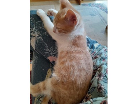 Sarı Ve Kardeşleri Kediler