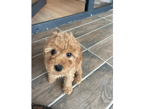 Ev Üretimi Safkan Toy Poodle Yavruları Anne Yanından