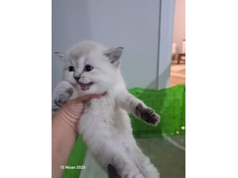 Full Şecereli Babadan Pamuk Scottish Straight Kız