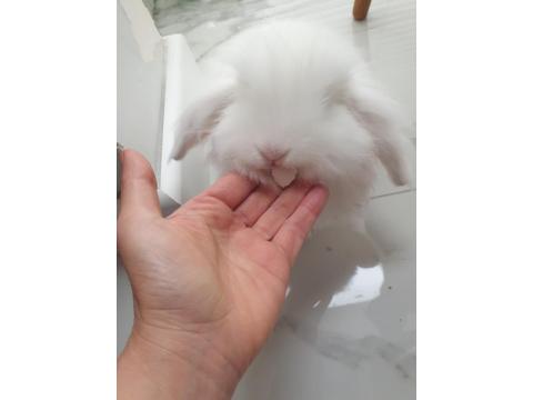 4 Aylık Beyaz Tavşan Lokum Tadında