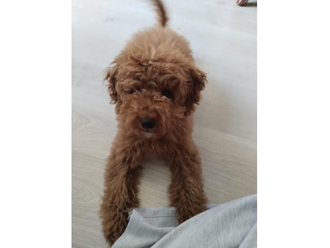 4,5 Aylık Aşıları Tam Toy Poodle