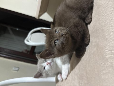 Bi Color British Shorthair