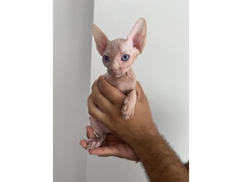 2 Aylık Sfenks Yavrular