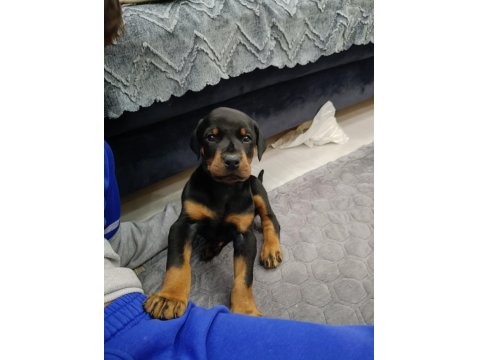 Europan Doberman Yavruları