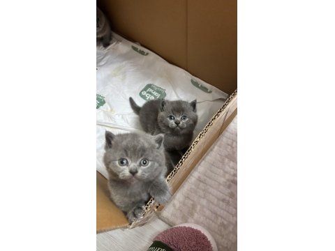 British Shorthair Bebek Kedilerimiz