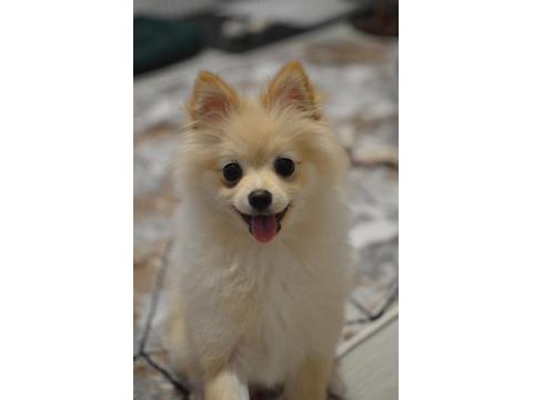Dişi Pomeranian Köpeğimiz Sahiplendireceğiz