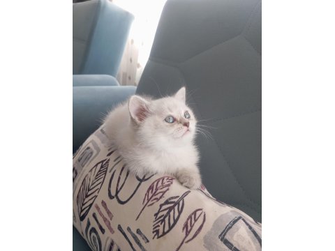 Blue Point Boncuk Gözlü Bir British Prenses