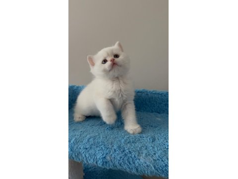 British Shorthair Golden Point Dişi & Erkek Yavrular