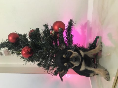 Avrupa Kalitesinde Erkek Chihuahua Yavrum 405 Gram