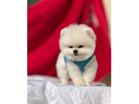 Ayı Surat Pomeranian Boo Yavru