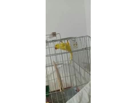 Halkası Yeni Patlamış Genç Sarı Pakistan Papağanı