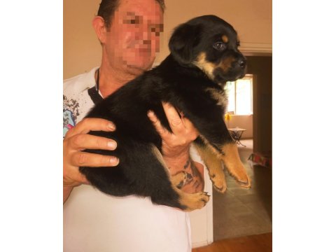 Safkan Dişi Rottweiler Yavrular