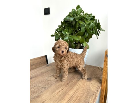 Aileden Red Toy Poodle Dişi Çok Uyguna Aşılı