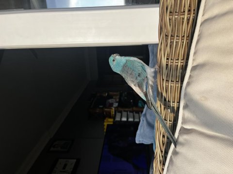 Şarkıcı Pareket Papağanımız