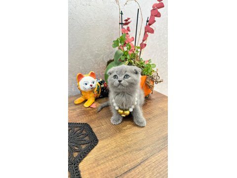 Safkan Scottish Yavrular Teslime Hazır