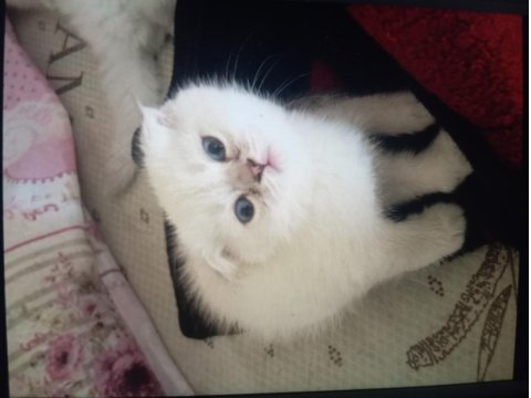 Kedimizi Sahiplenmek İster Misin