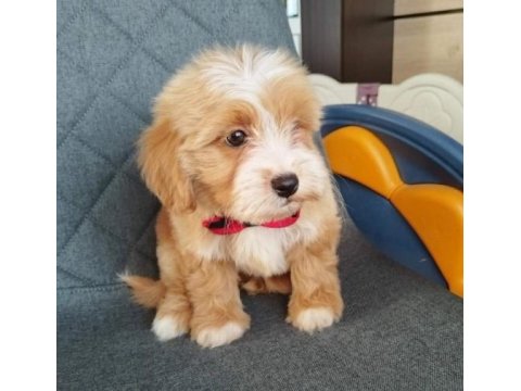 Tüy Dökmeyen Maltipoo Yavrularımız