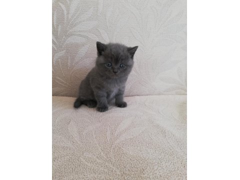 Mükemmel British Shorthair Bebekler