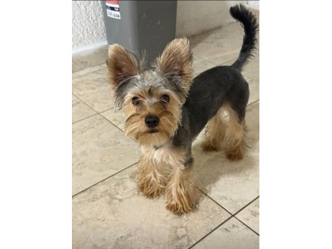 Yakışıklı Yorkshire Terrier Prens