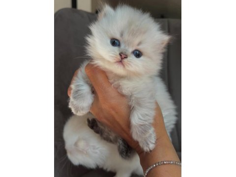 Silver British Longhair Kız Bebeğimiz Yeni Ailesine Gitmek İçin Hazır