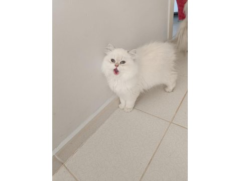 4.5 Aylık Şecereli Safkan Dişi Yavru British Longhair
