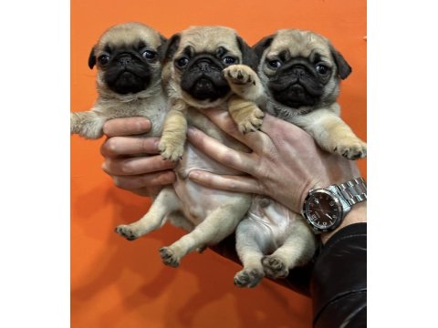 Pug Mops Yavru Köpekler