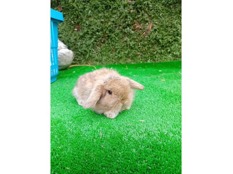 Hollanda Teddy Lop Tavşanlar