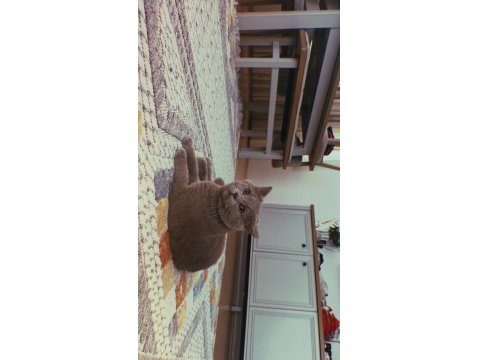 Yeni Doğan Yavru Kedilerimize Yuva