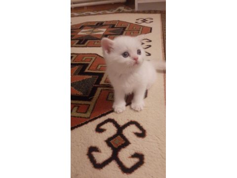 Safkan British Shorthair Yavrularımız