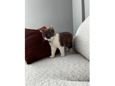 2.5 Aylık Maskeli British Kedimiz